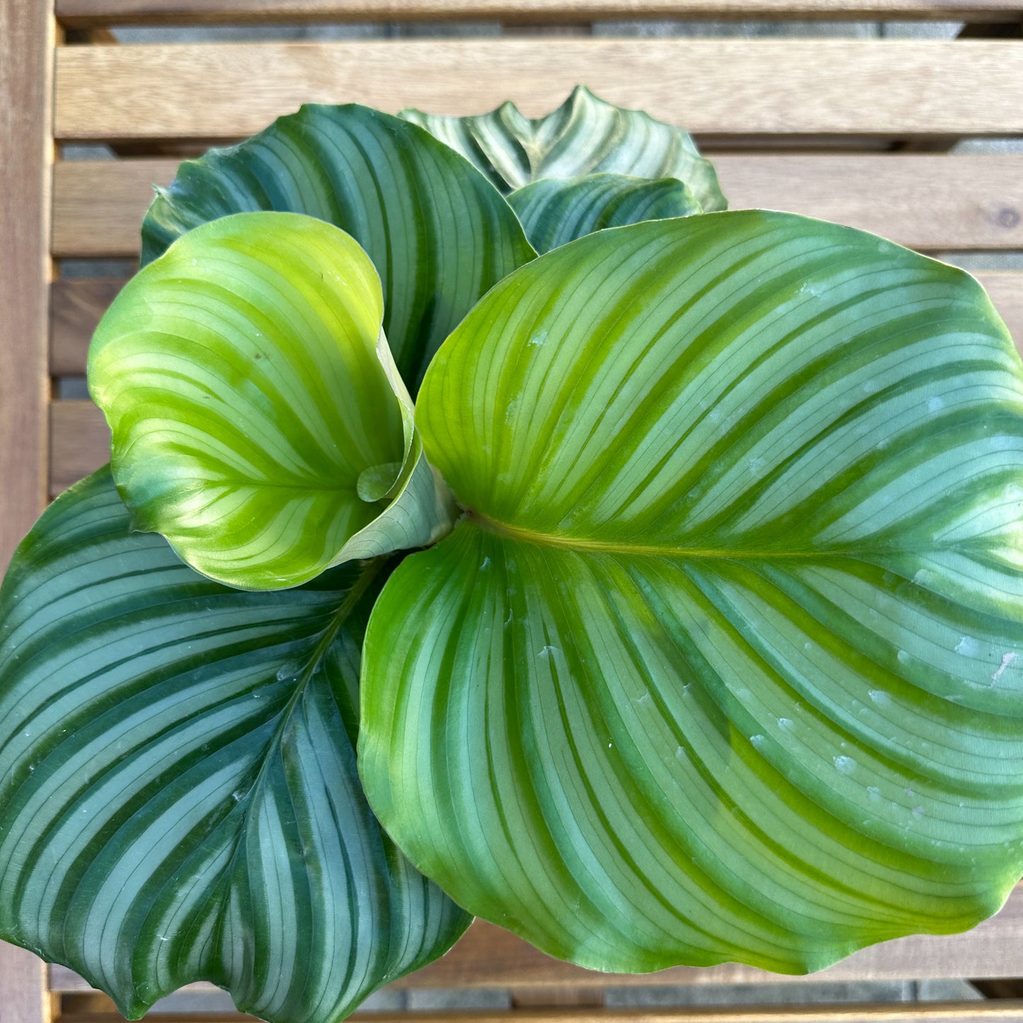 Calathea Orbifolia - Easy Care - Indoor Plant - 12cm Pot