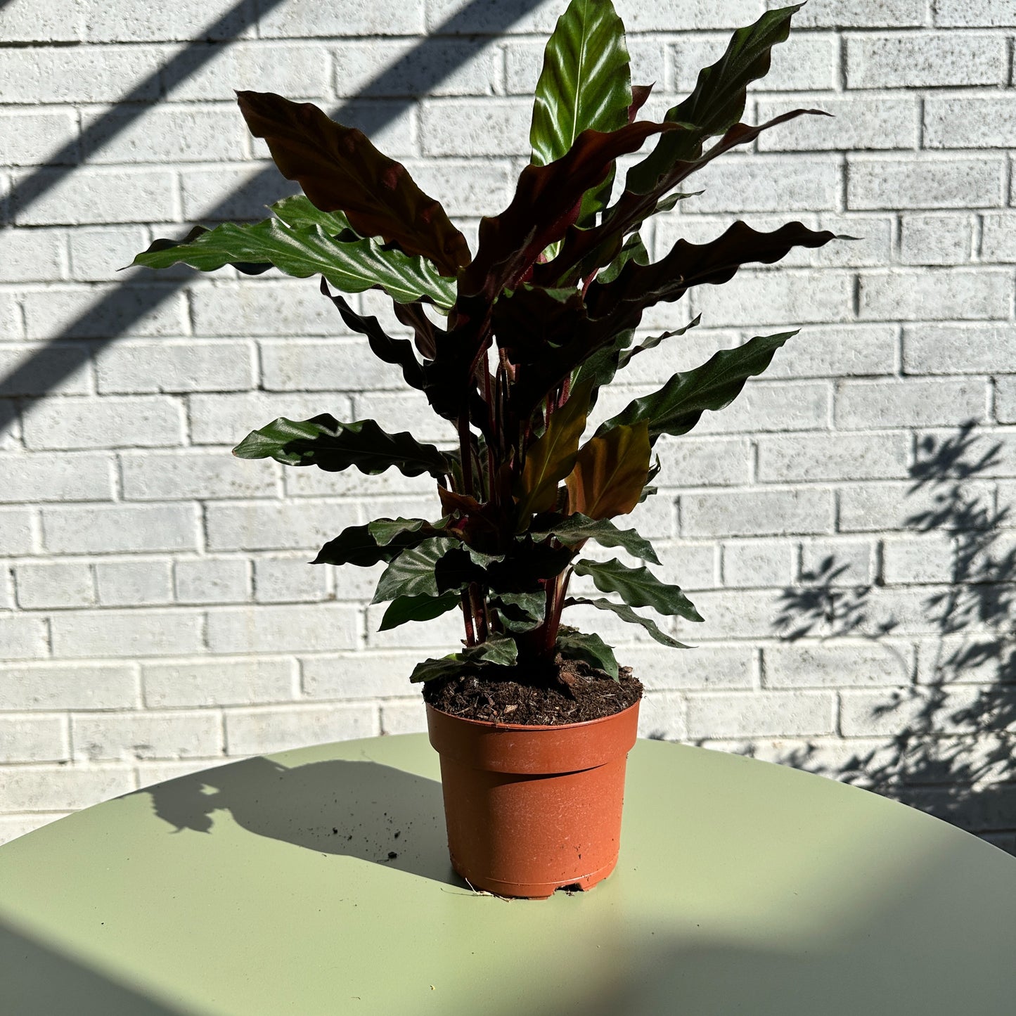 Calathea Rufibara - Easy Care - Indoor Plant - 12cm Pot