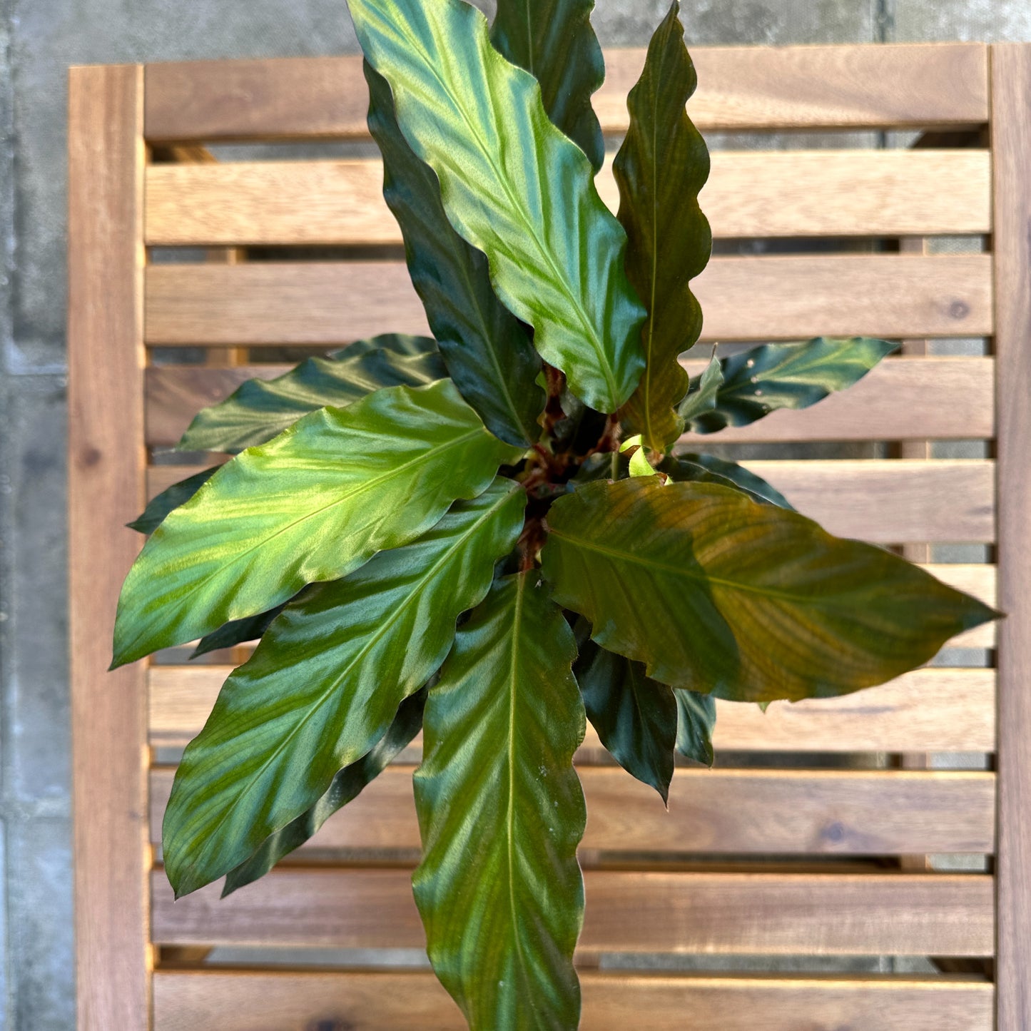 Calathea Rufibara - Easy Care - Indoor Plant - 12cm Pot