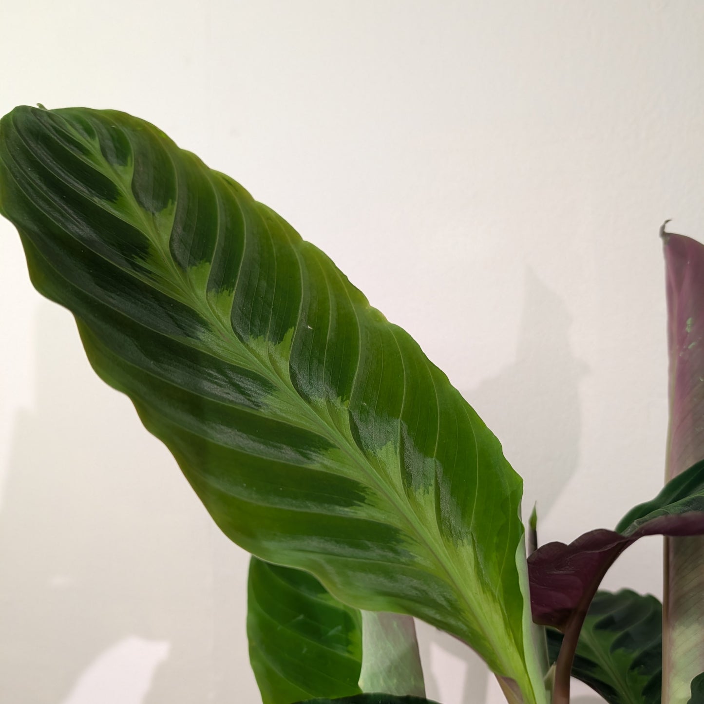 Calathea Warscewiczii