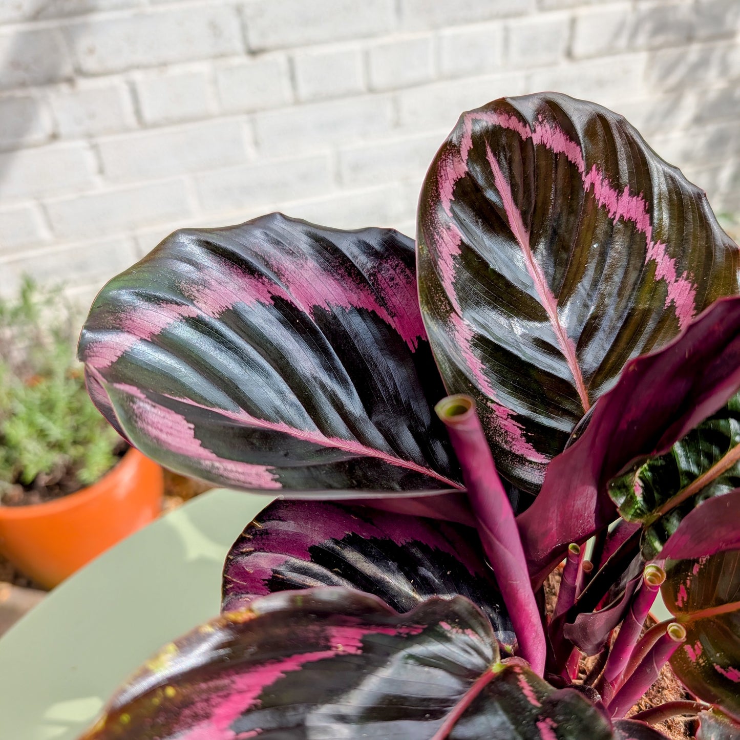 Calathea Dottie