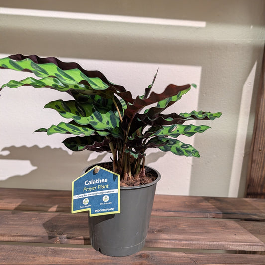 Calathea Lancifolia