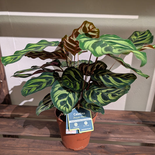 Calathea Makoyana