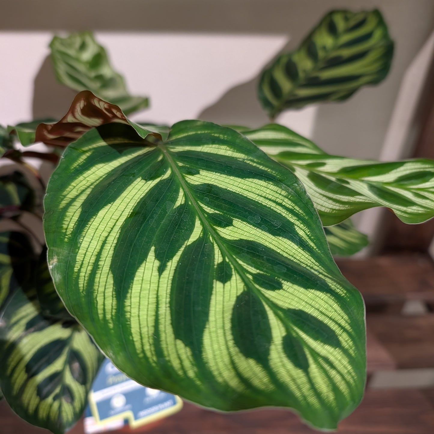 Calathea Makoyana