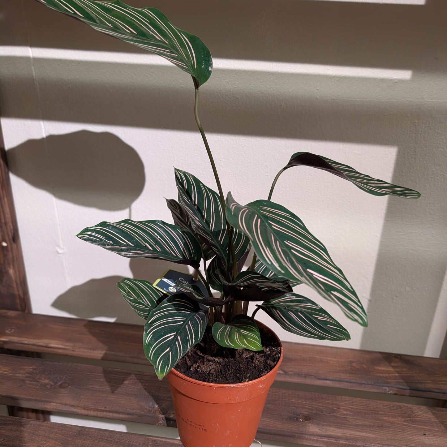 Calathea Ornata