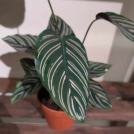 Calathea Ornata