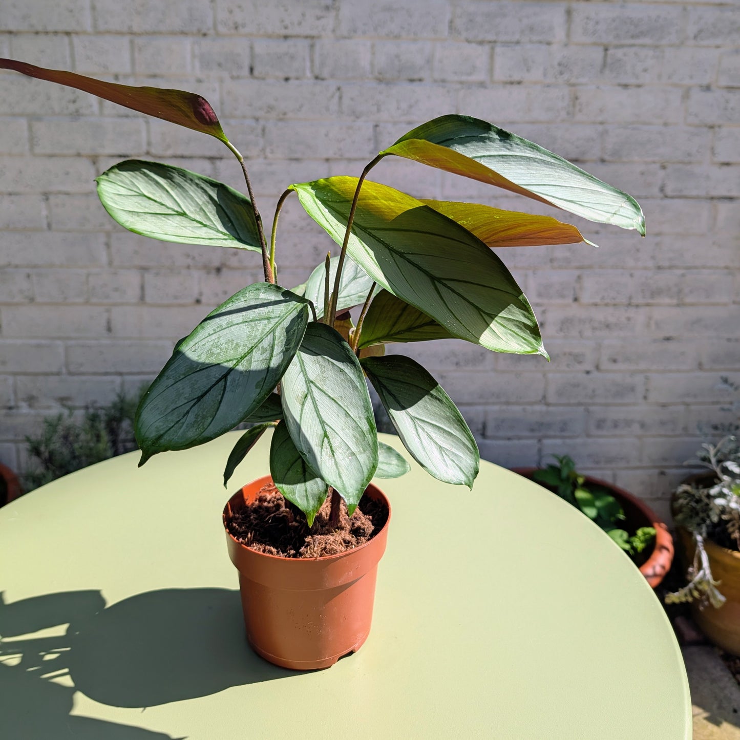 Calathea Silverstar
