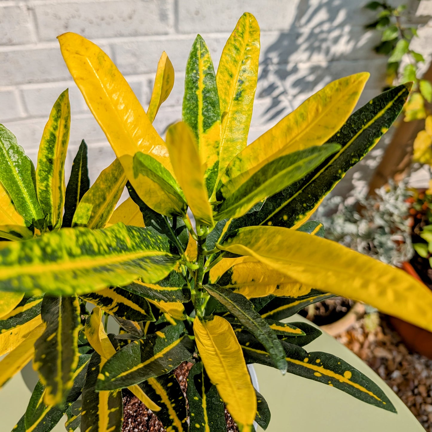 Croton Sunny Star