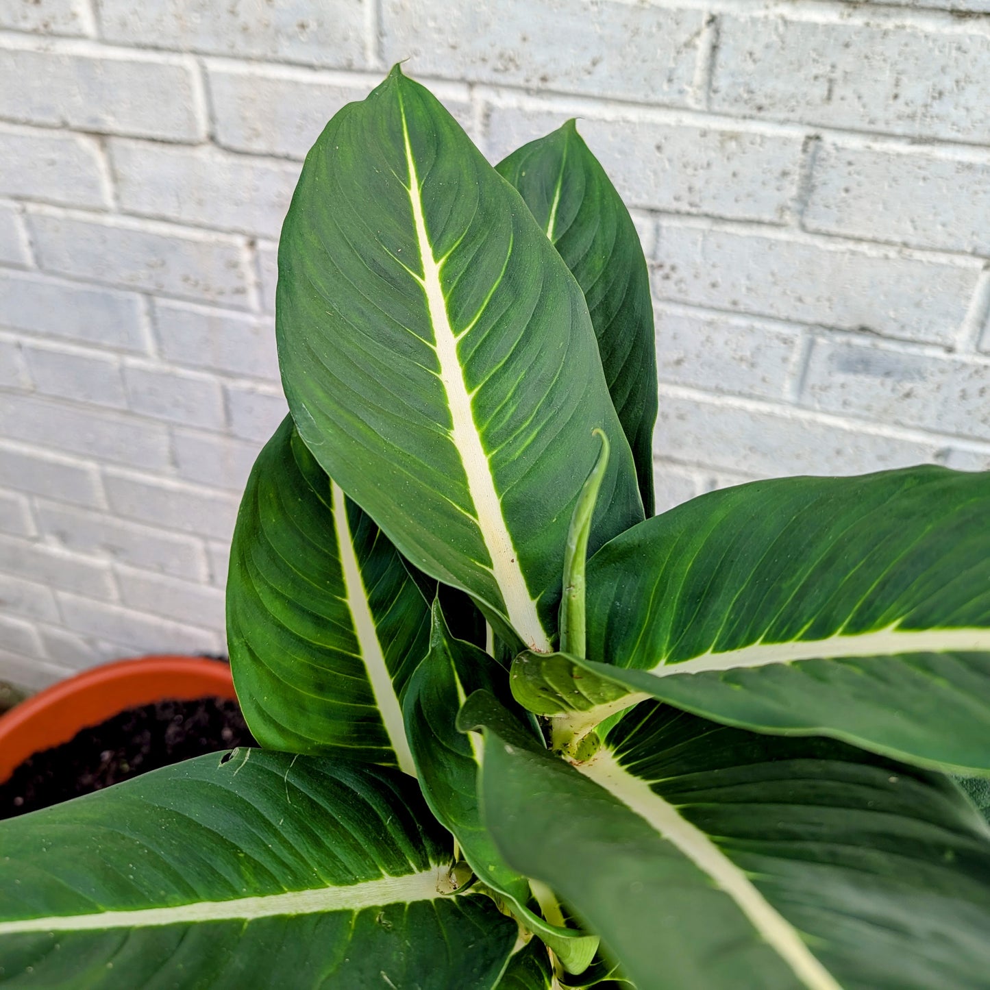 Dieffenbachia Green Magic