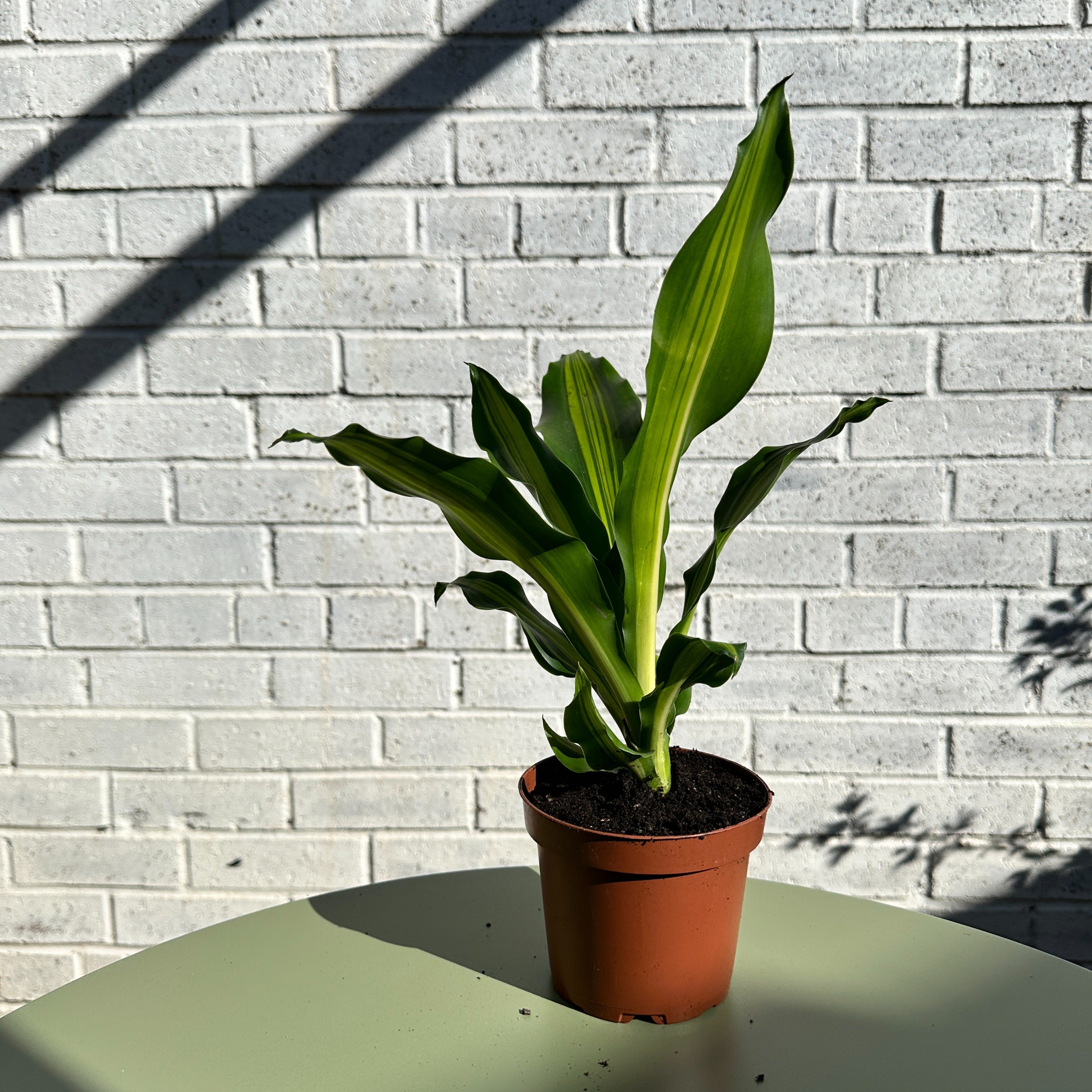 dracaena burley Burley Dragon Plant – S&S