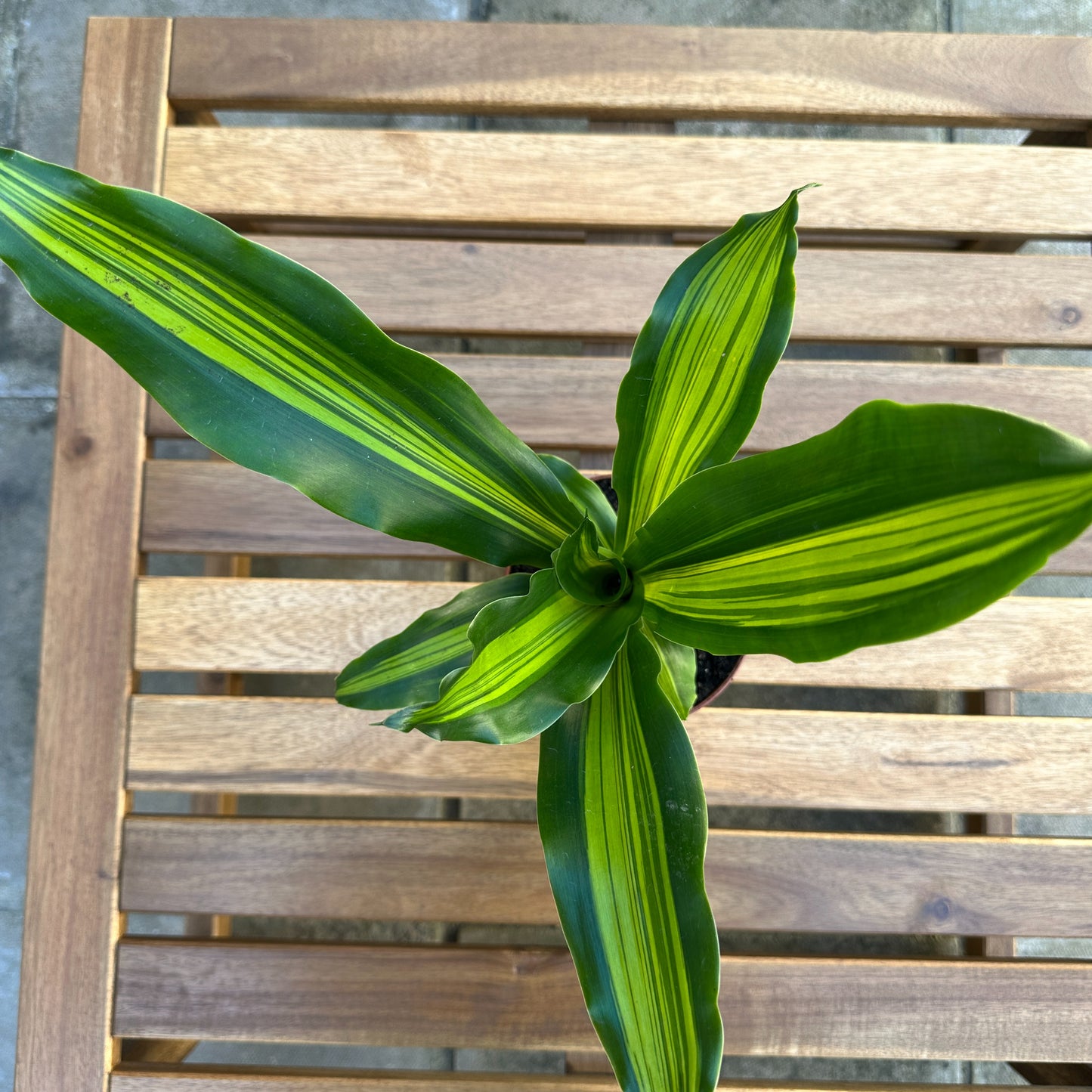 Dracaena Burley - Easy Care - Indoor Plant