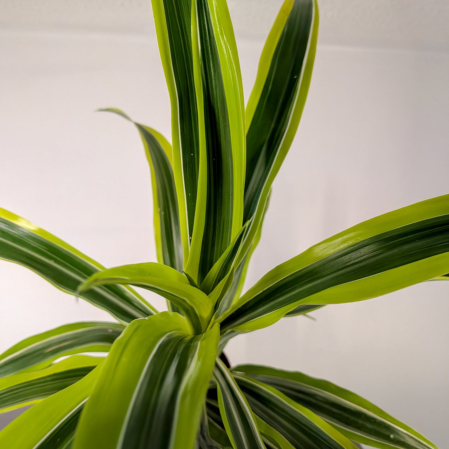 Dracaena Lemon Lime