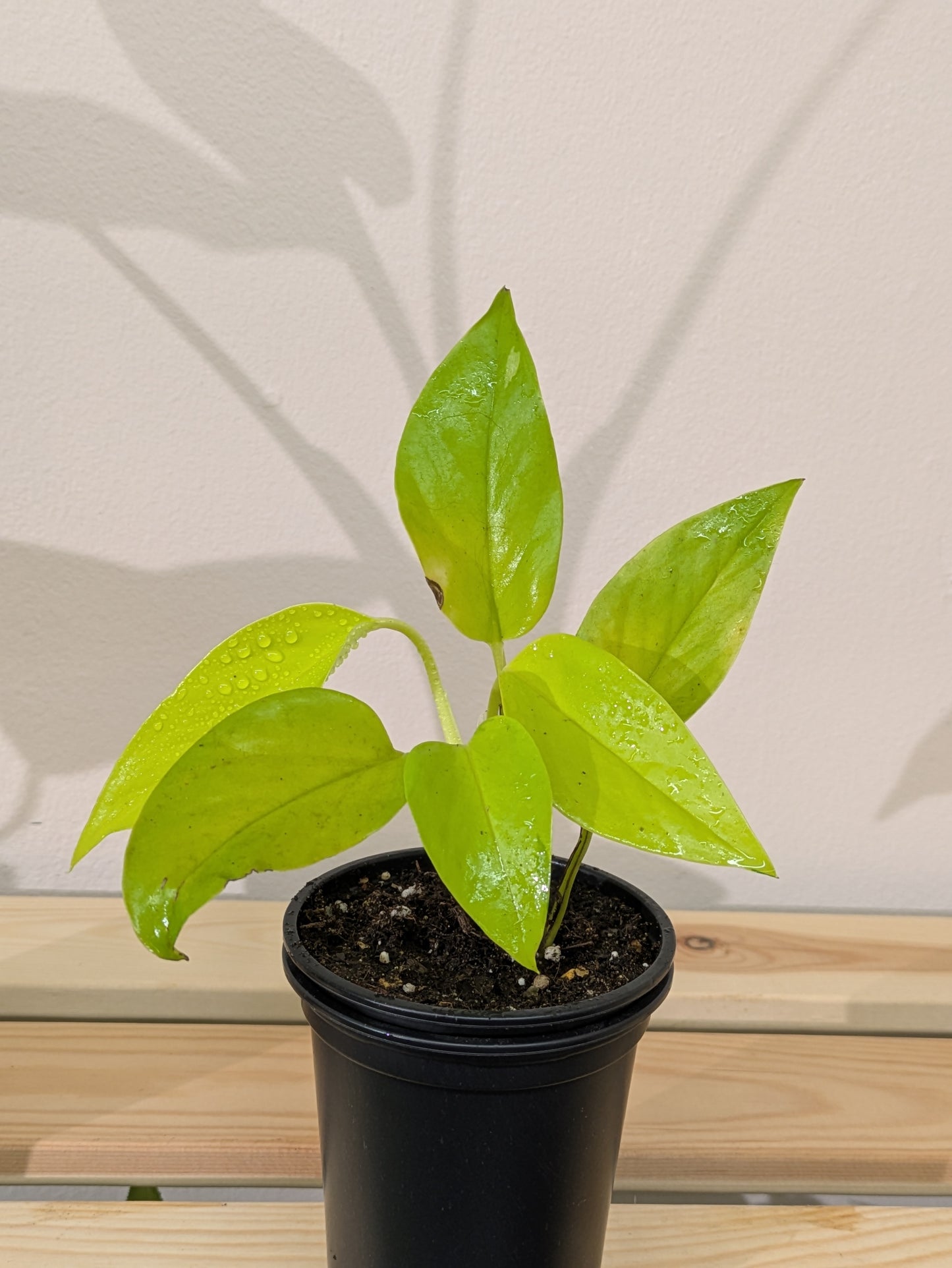 A small golden pothos plant in a black 9cm plant pot sitting on a wooden shelf.