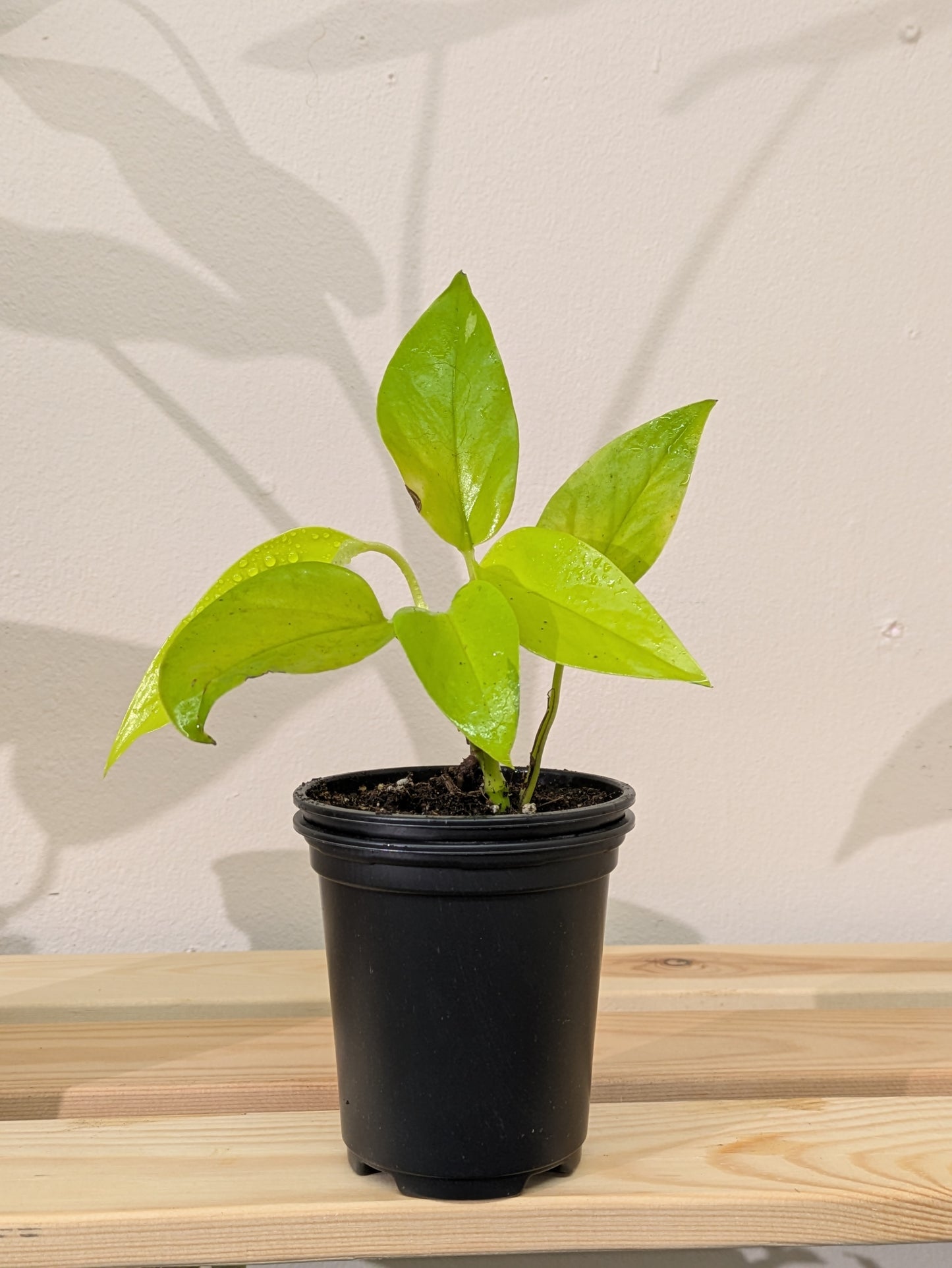 A small golden pothos plant sitting in a 9cm black nursery plant pot on a wooden shelf.