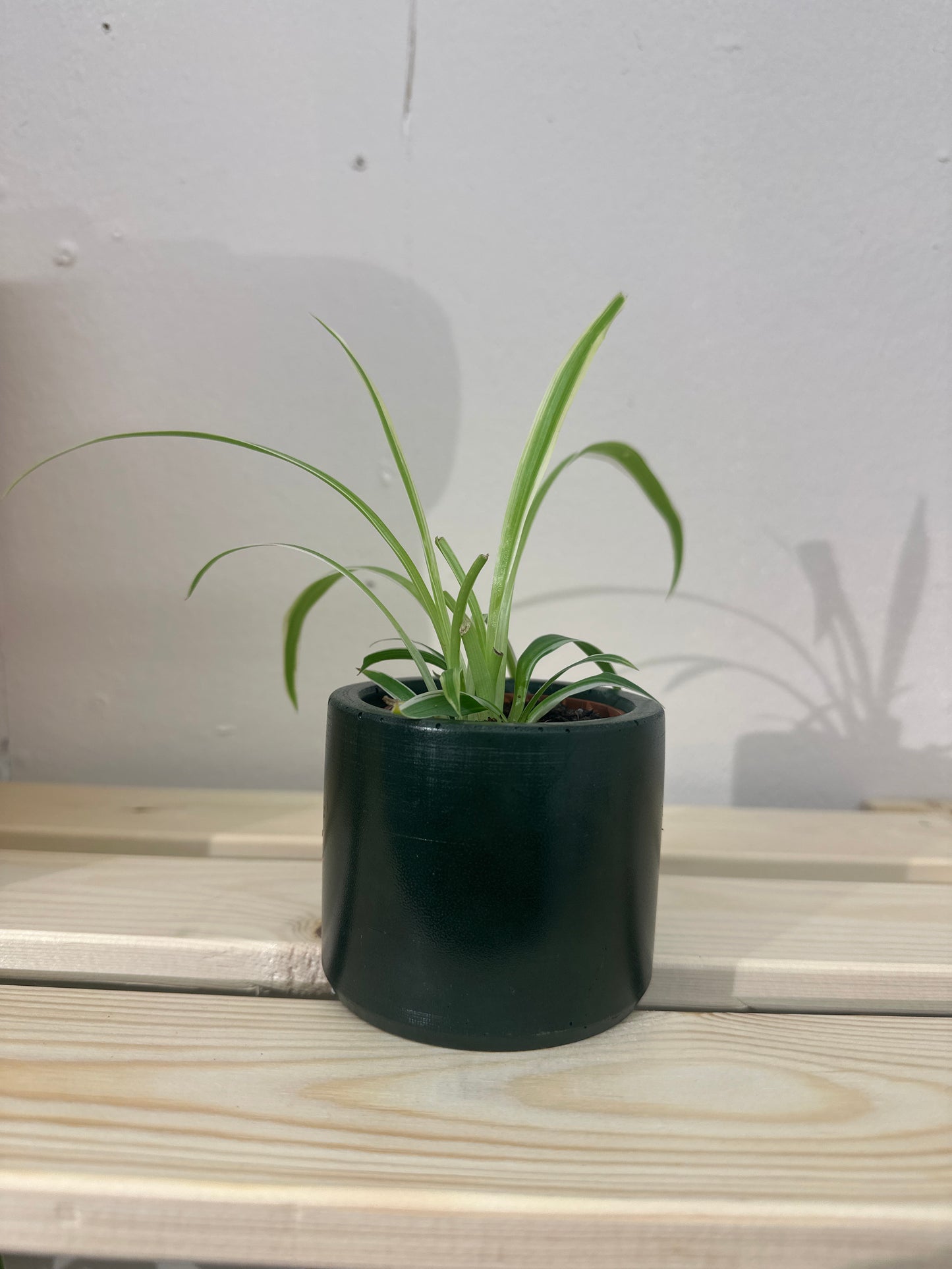 The image shows a dark olive green plant pot containing a small baby spider plant sitting on a wooden shelf.