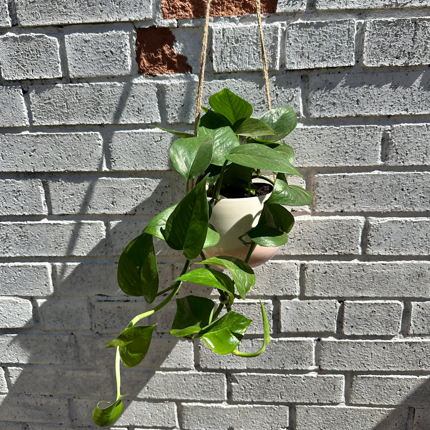 Marble Queen Pothos