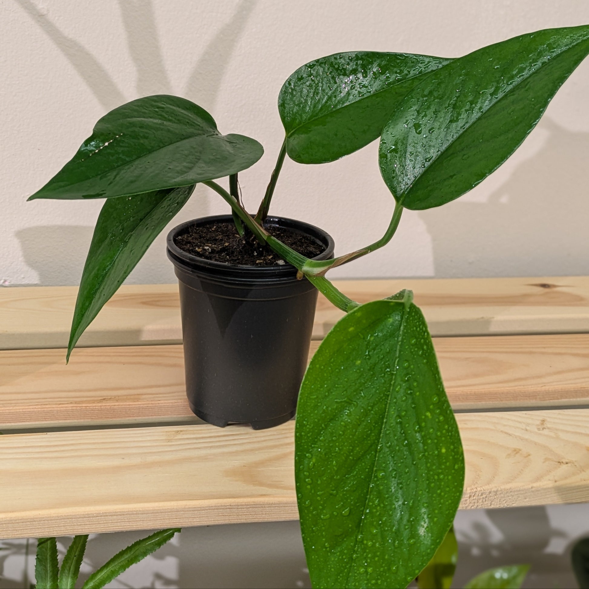 Image shows a young marble pothos plant with the vine growing out of the pot and splitting into multiple new branches.