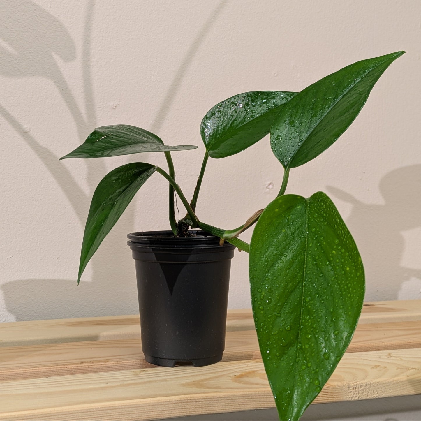Image shows a young marble pothos plant with the vine growing out of the pot and splitting into multiple new branches.