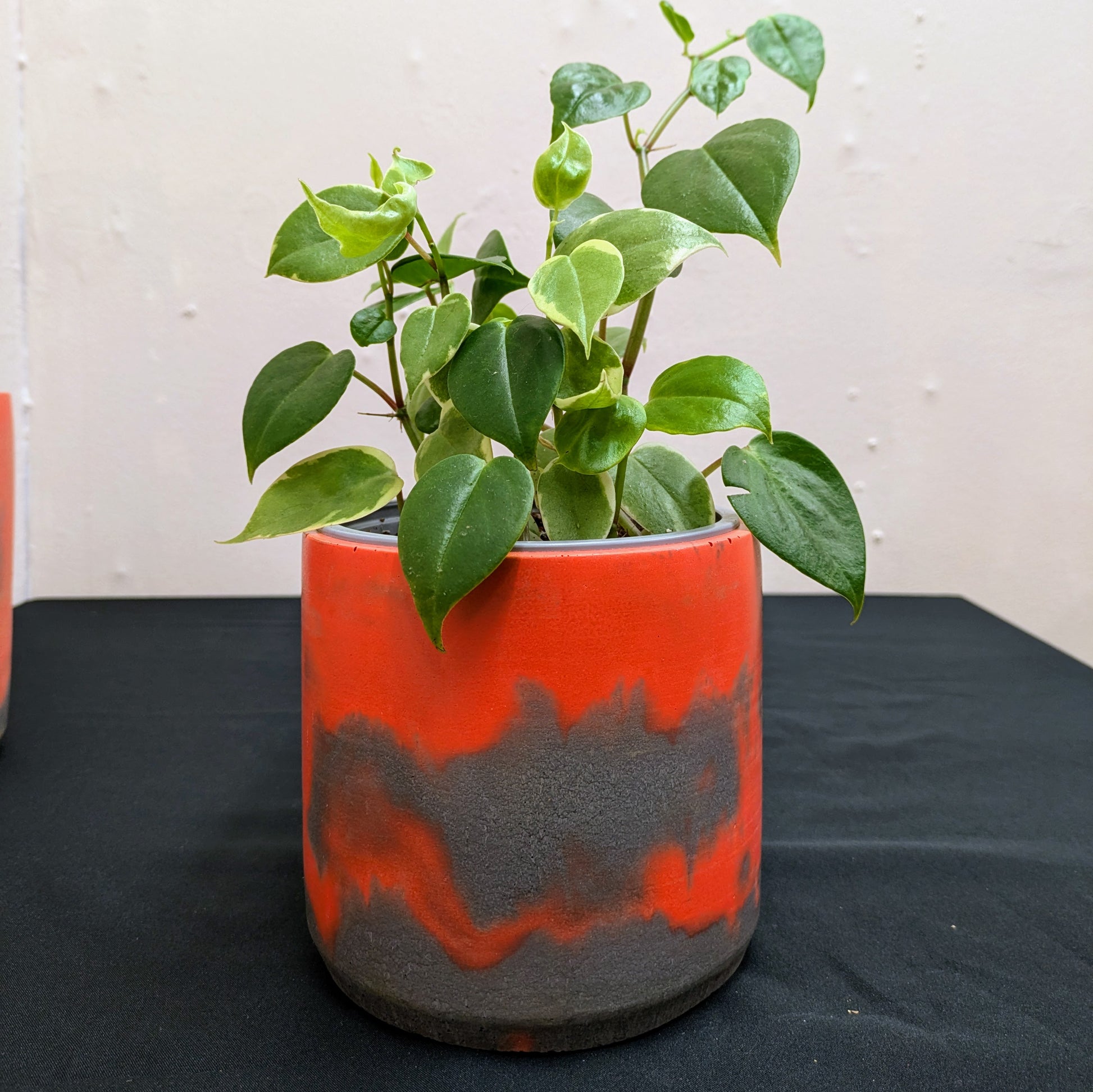 The picture shows a grey and orange marbled concrete plant pot, with a peperomia serpens plant sitting inside for display purposes.