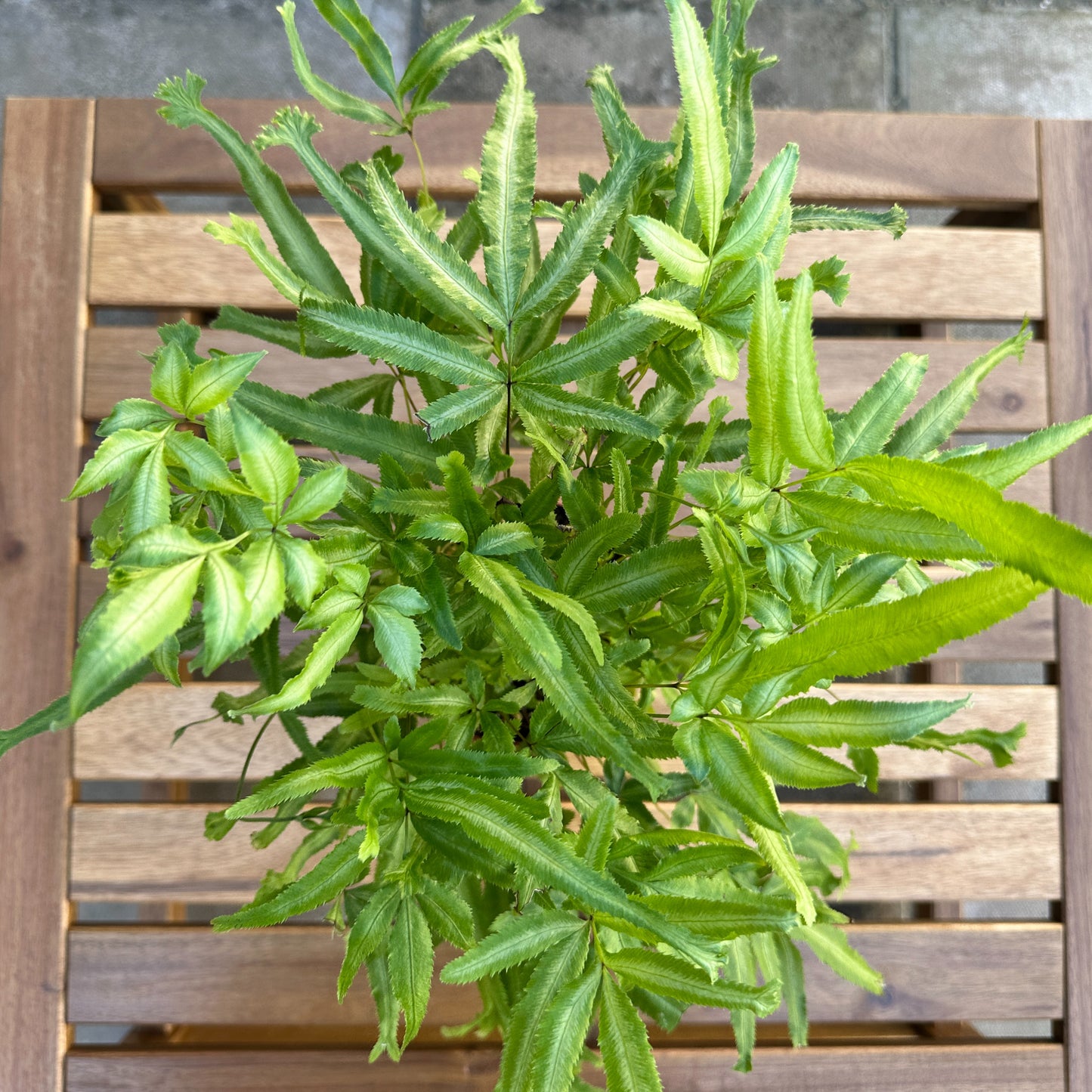 Pteris Mayi (Silver Ribbon Fern) 12cm houseplant