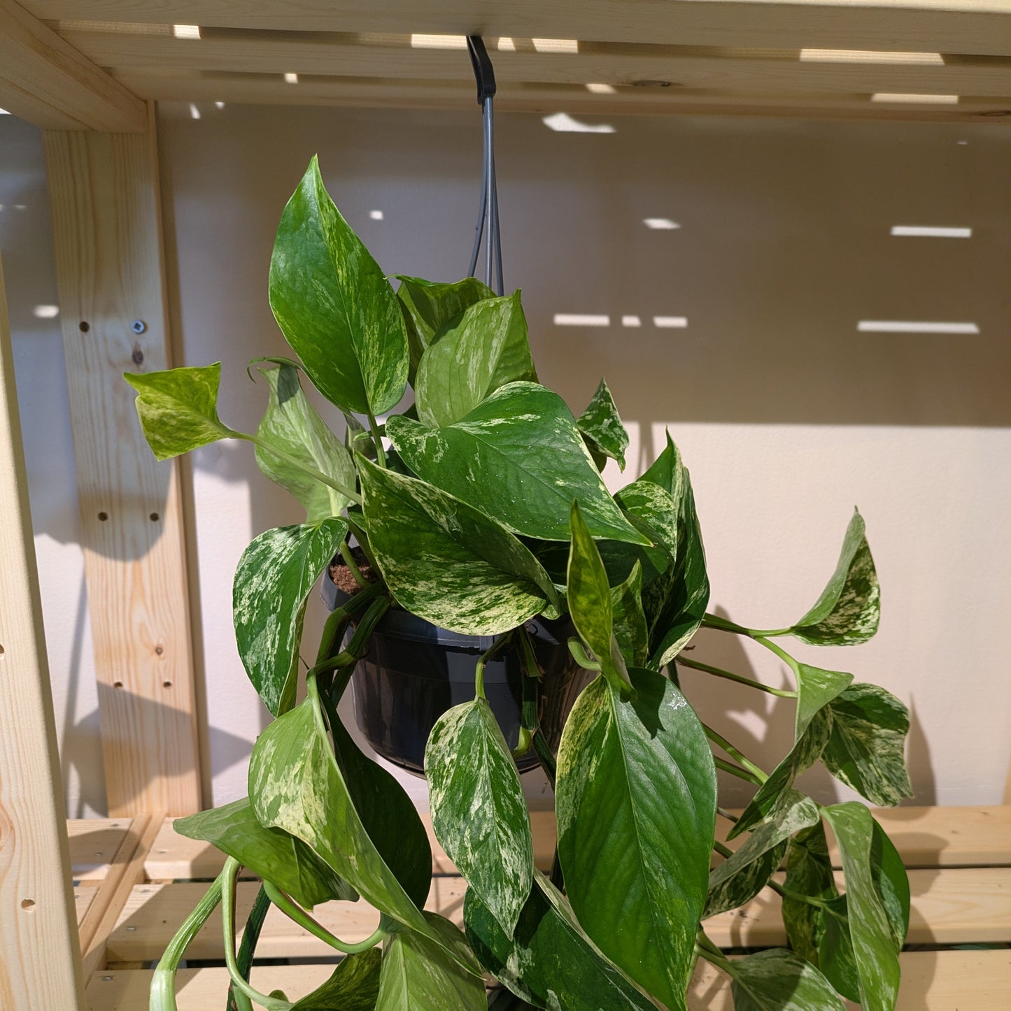 Marble Queen Pothos