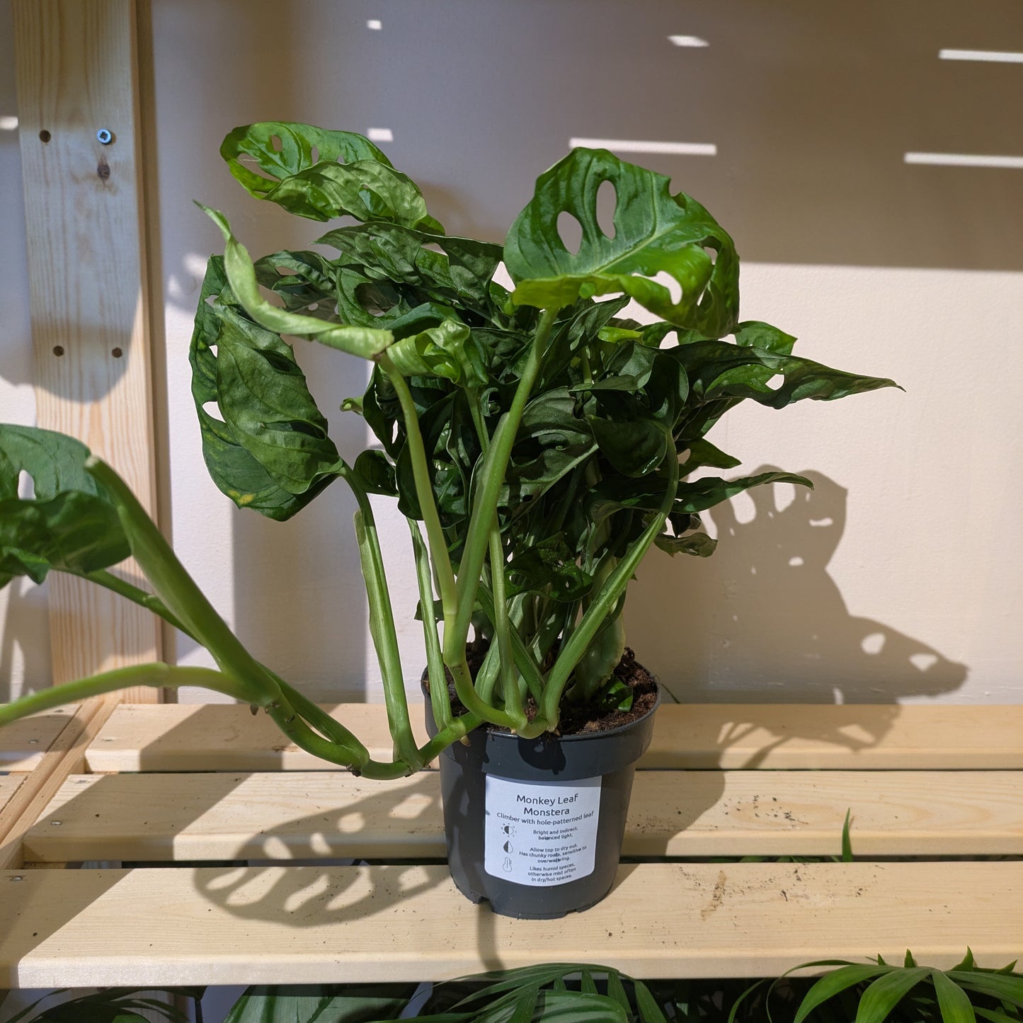 Monstera Monkeyleaf