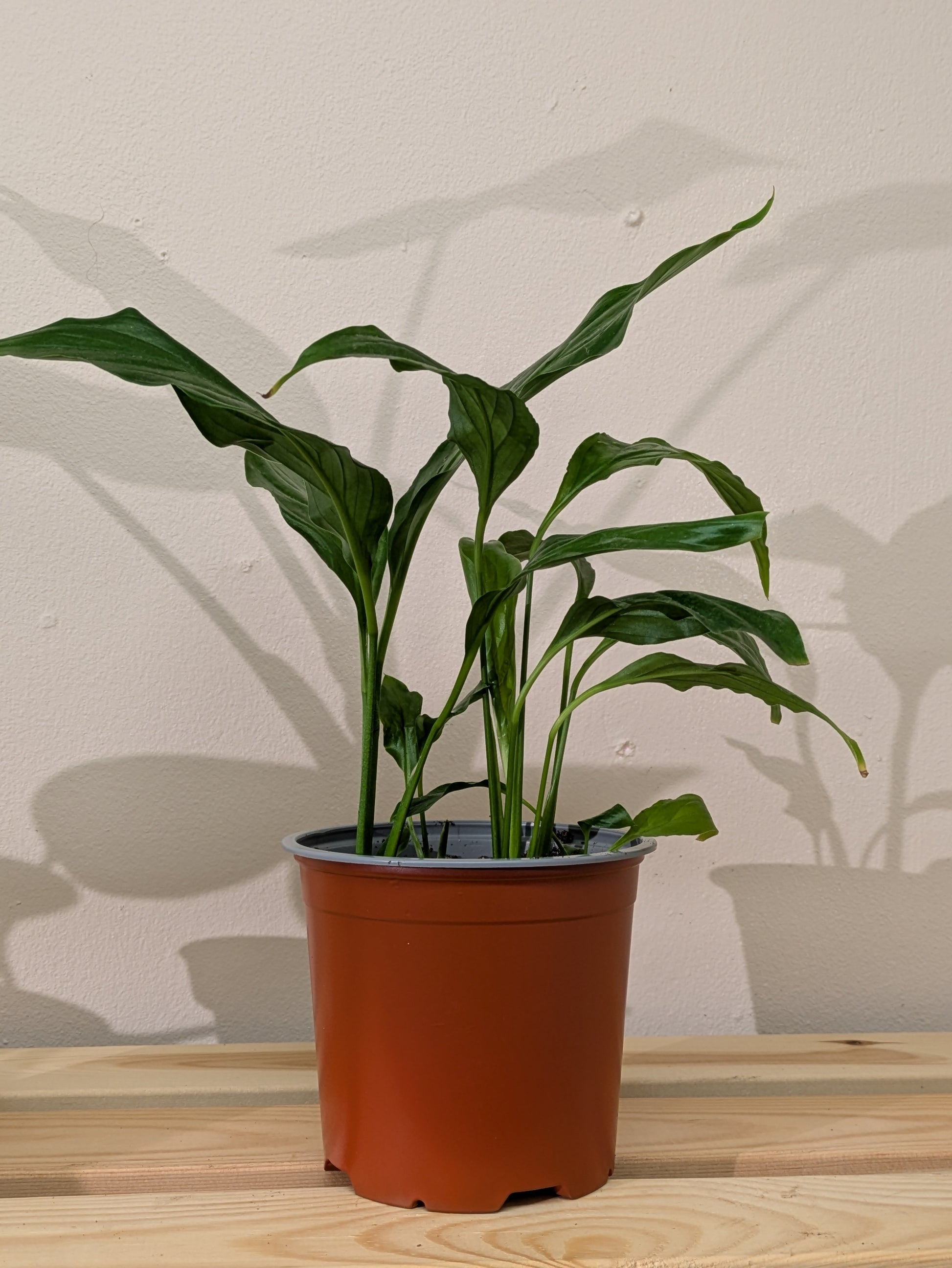 The image shows a side on view of a peace lily fledgling/baby plant on a wooden shelf.