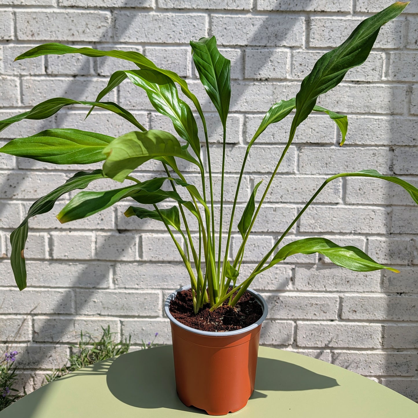 A large peace lily plant with long, slender leaves in a terracotta-colored plastic pot, placed on a light green table against a white painted brick wall.