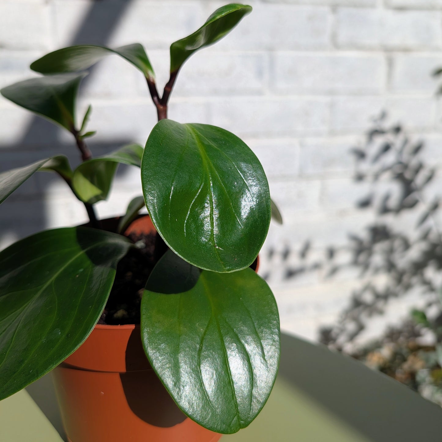 A close-up shot of the leaves of a Peperomia Red Canyon, detailing the vein pattern of the thick green leaves.