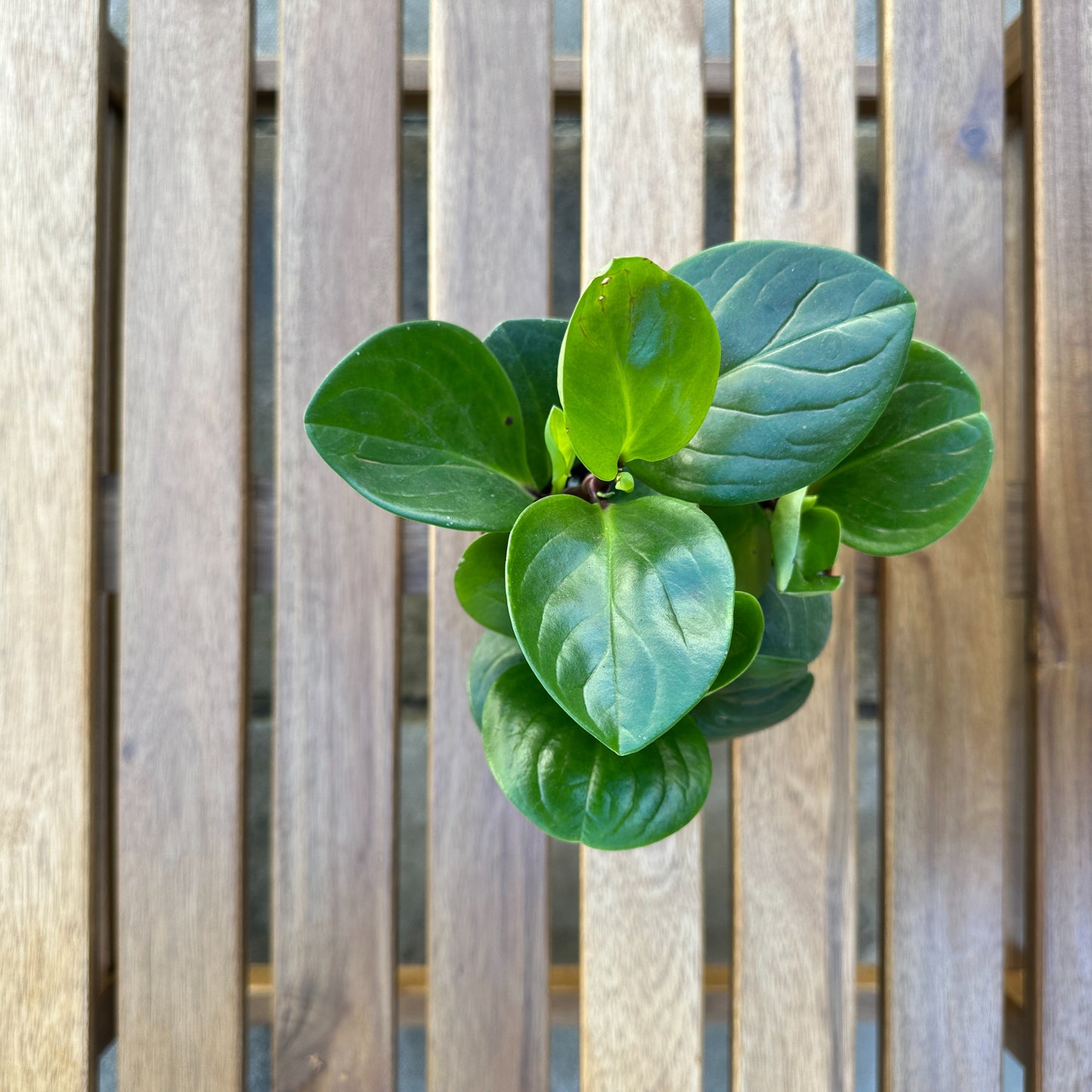 Peperomia Red Canyon - Low Maintenance- Indoor Plant - 12cm