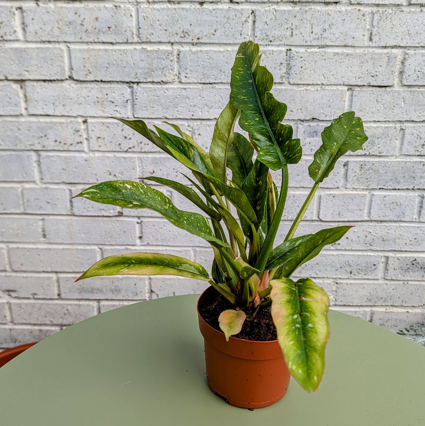Philodendron Ring of Fire
