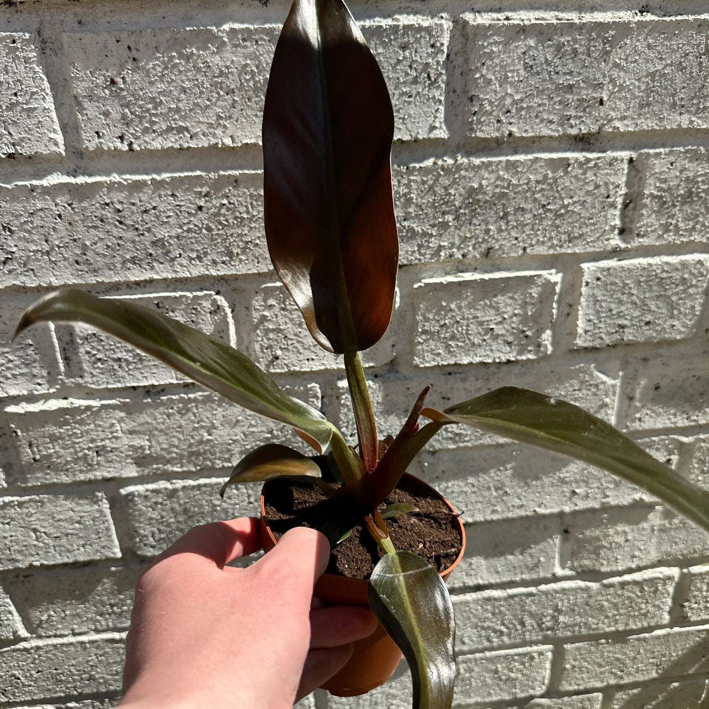 Imperial Red Philodendron