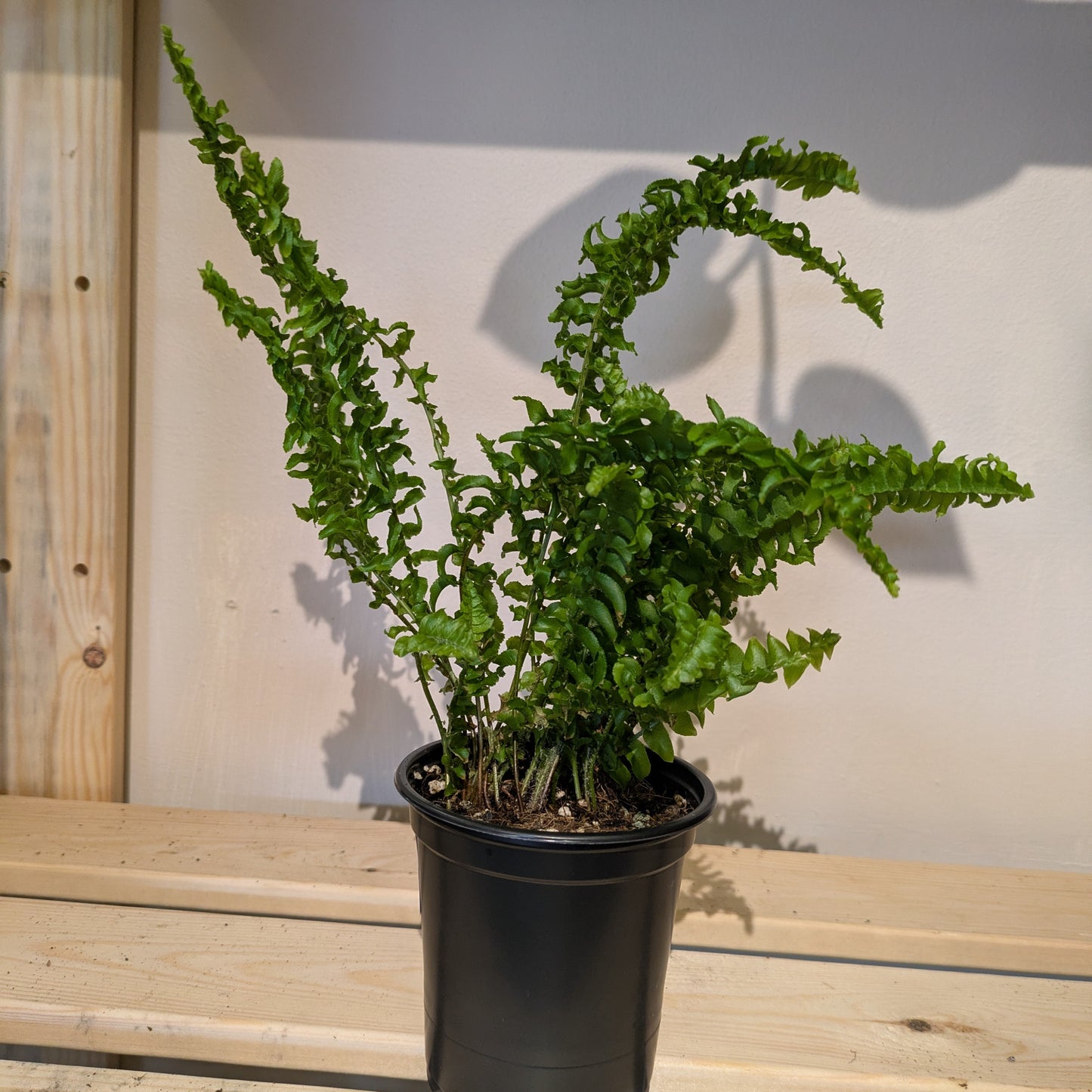 Green Lady Sword Fern