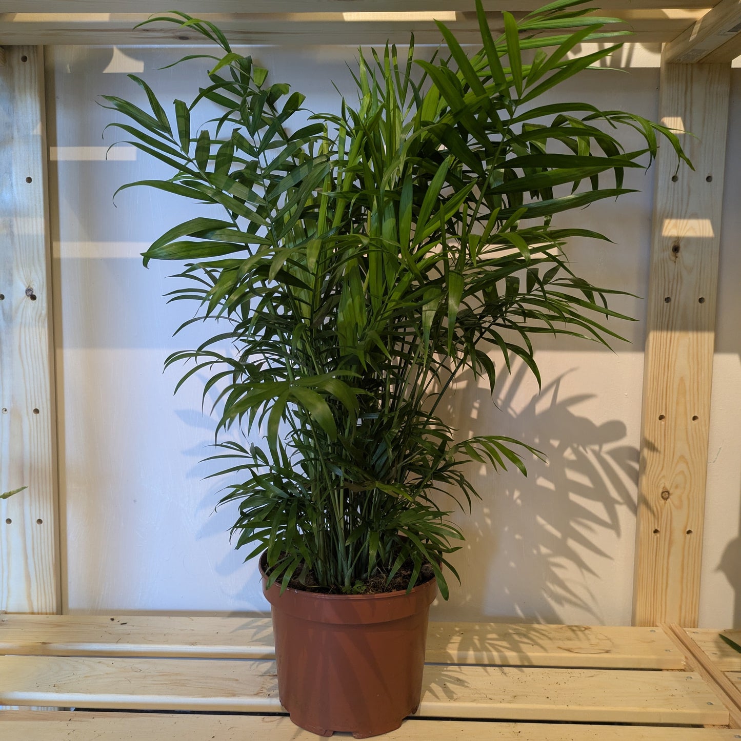 Parlour Palm