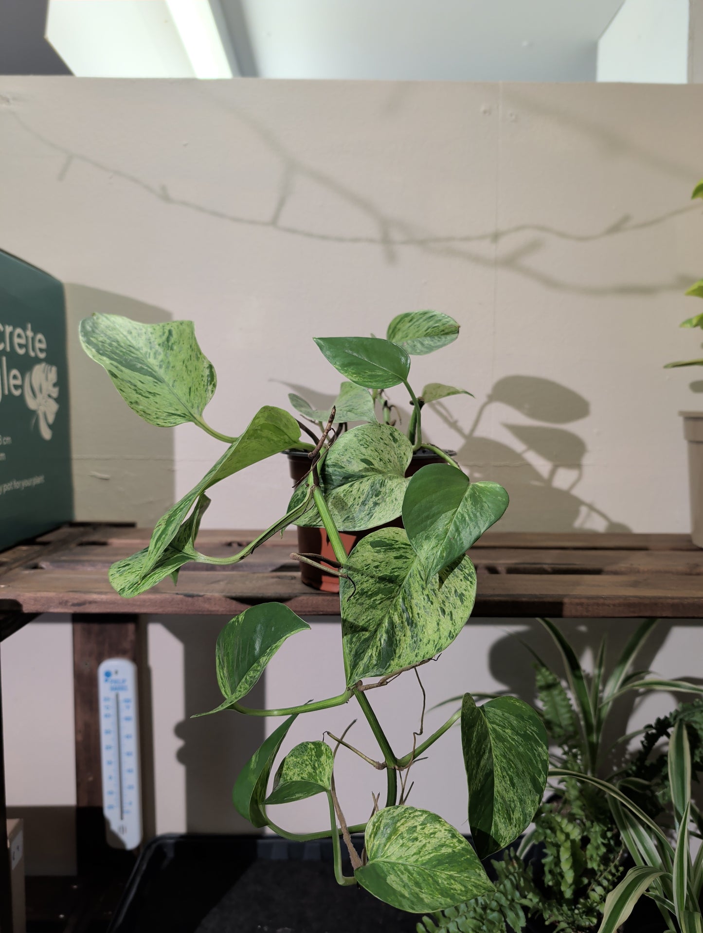 Marble Queen Pothos