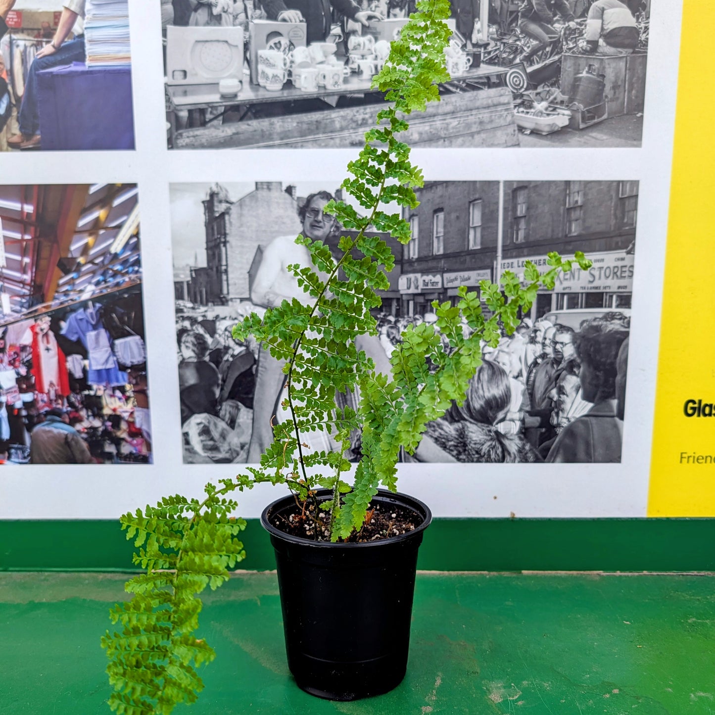 Boston Sword Fern