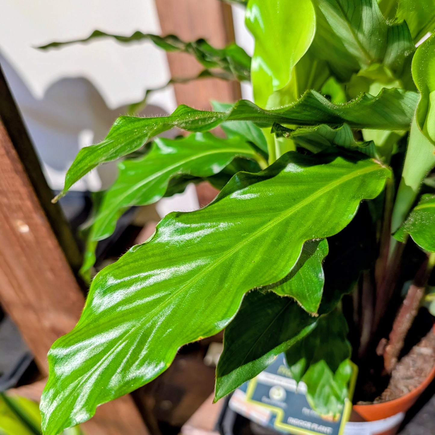 Calathea Tropicstar