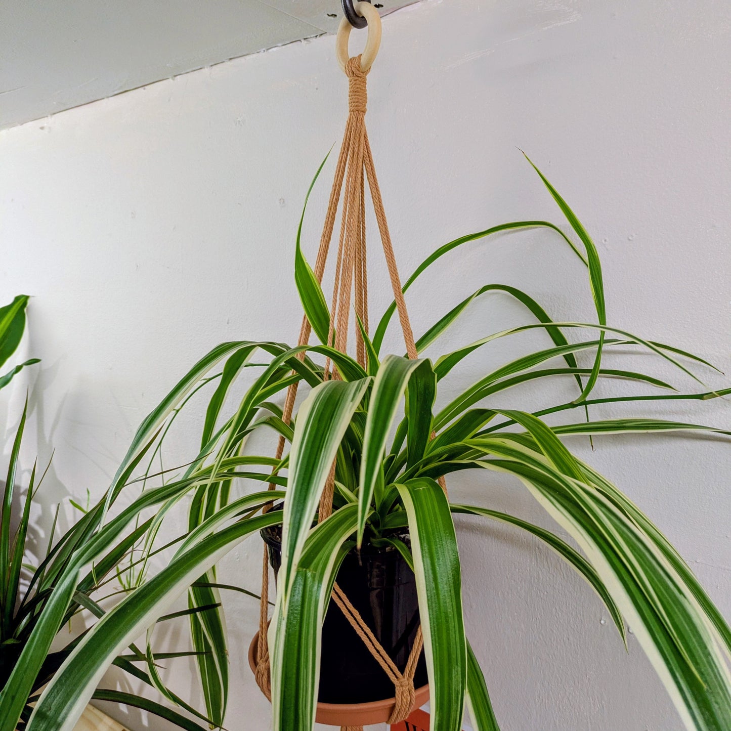 Macrame Plant Hanger