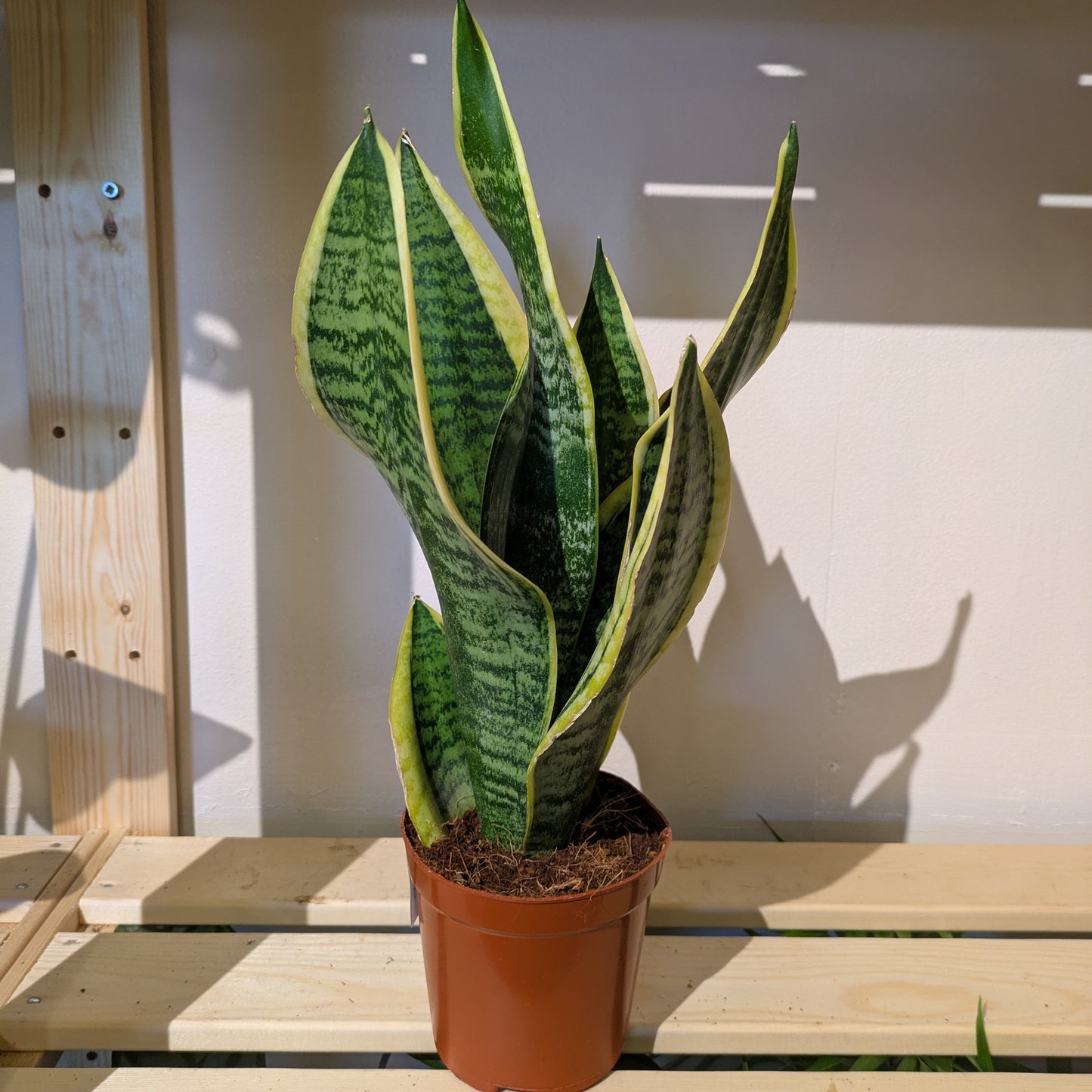 Snake Plant