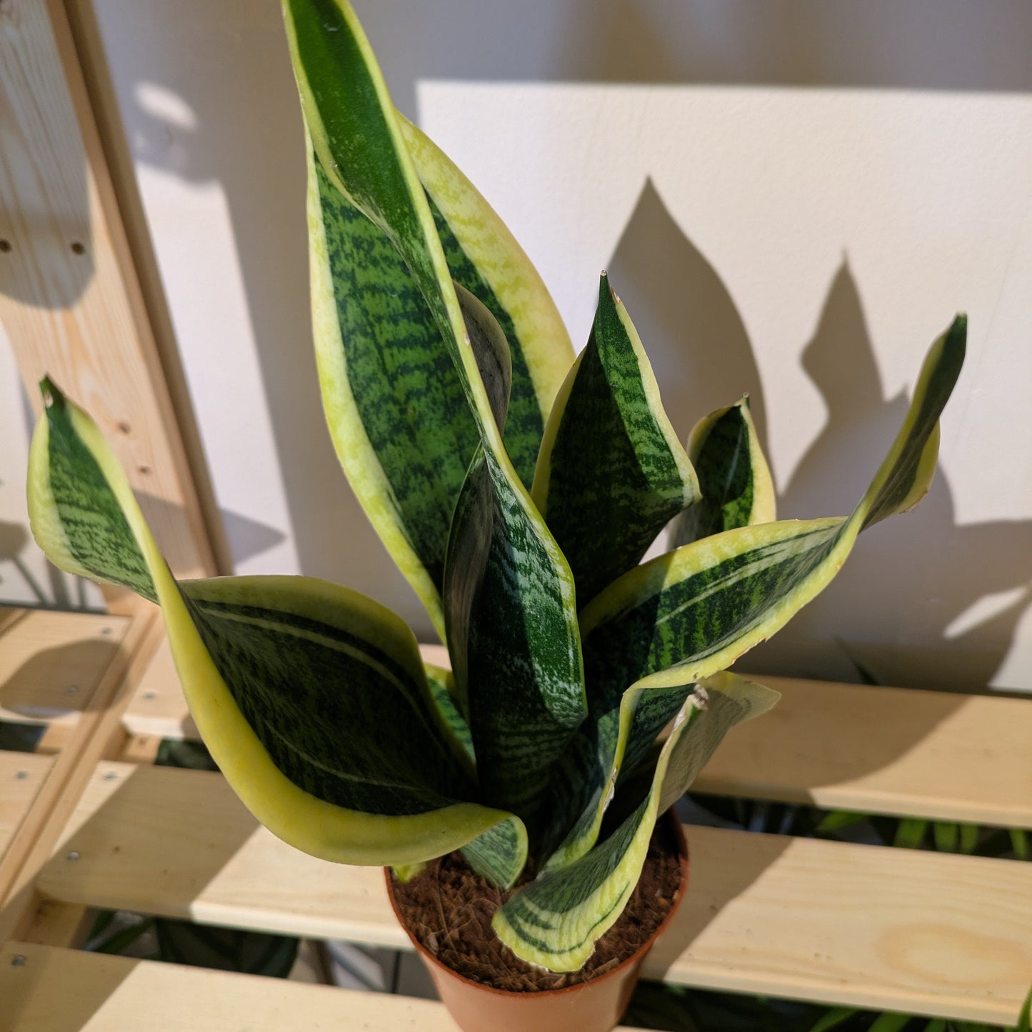 Snake Plant