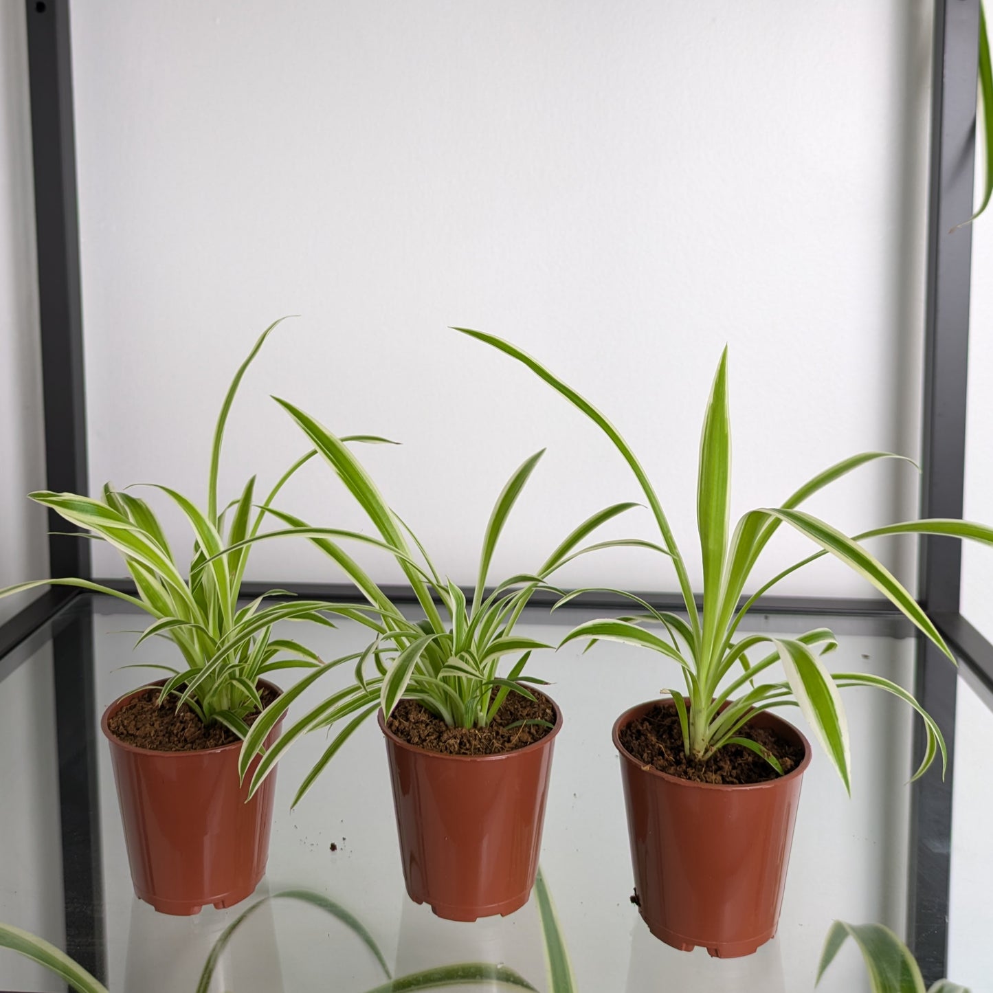 Spider Plant (Chlorophytum Variegatum)