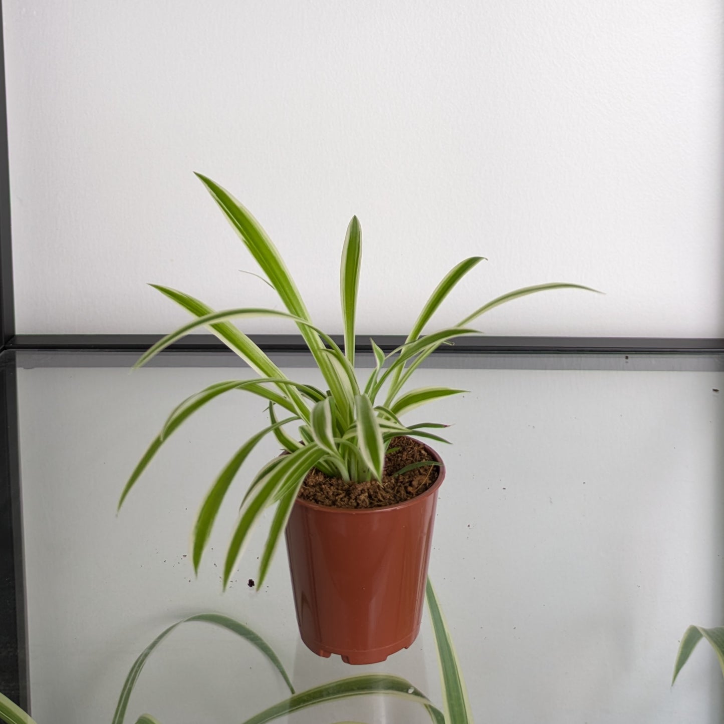 Spider Plant (Chlorophytum Variegatum)