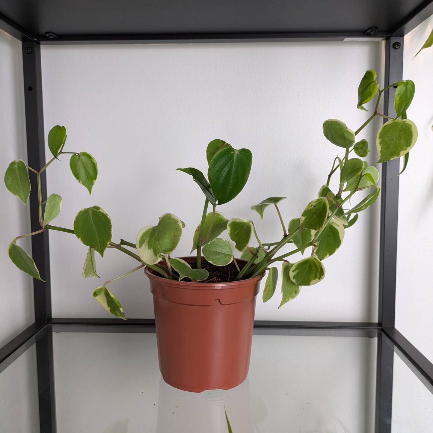 Peperomia Serpens
