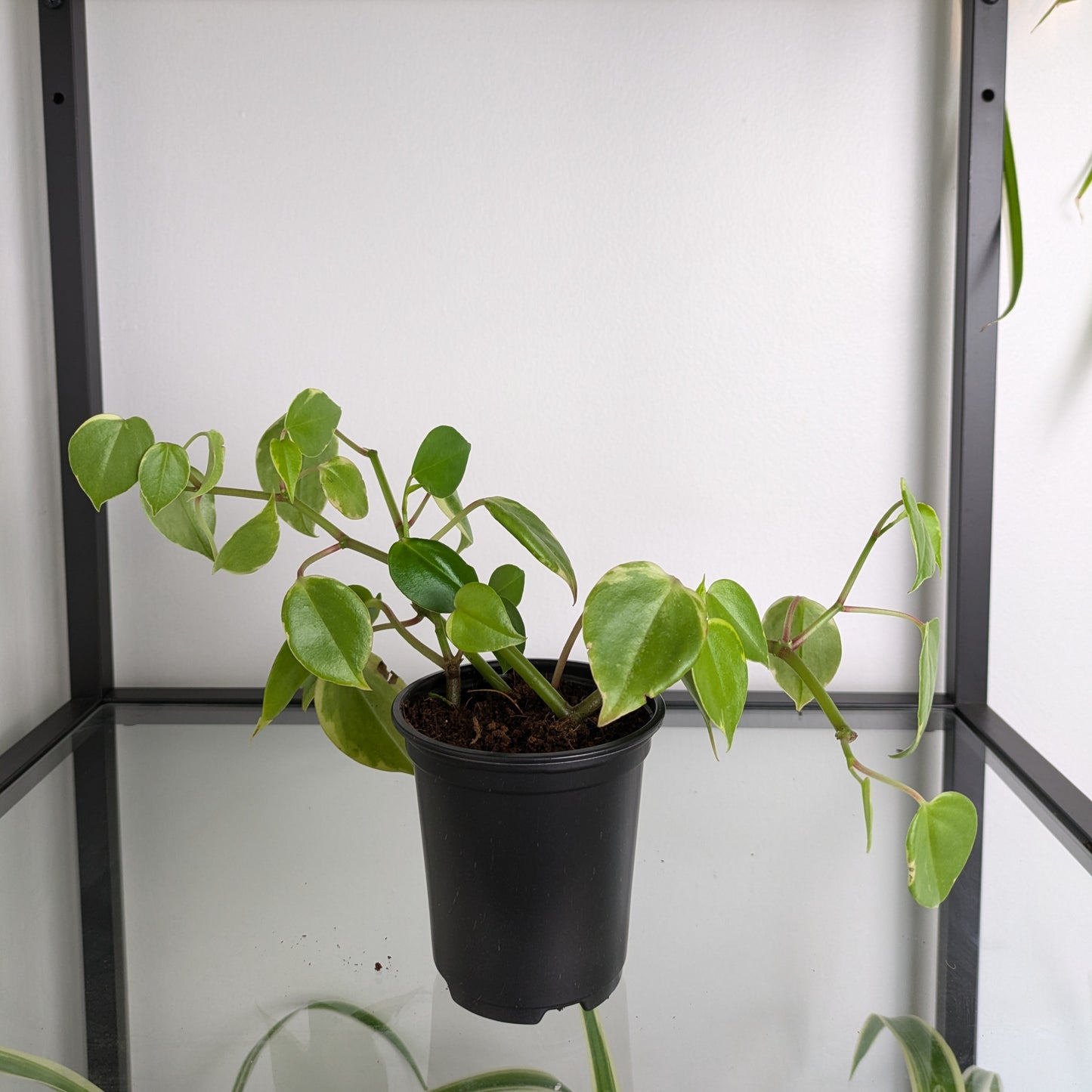 Peperomia Serpens