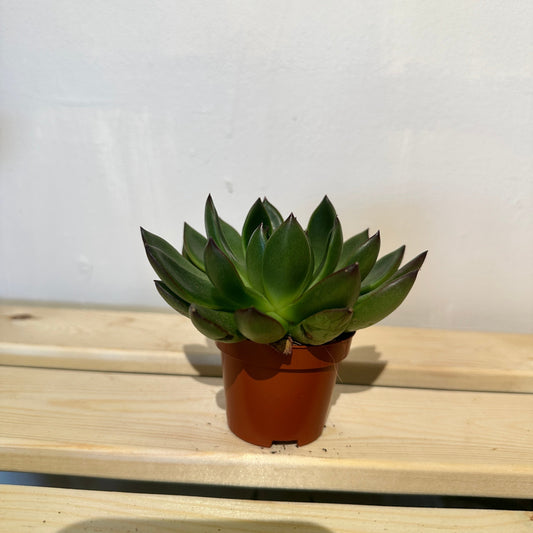 Echeveria Succulent Plants: The Golden Rules of Care