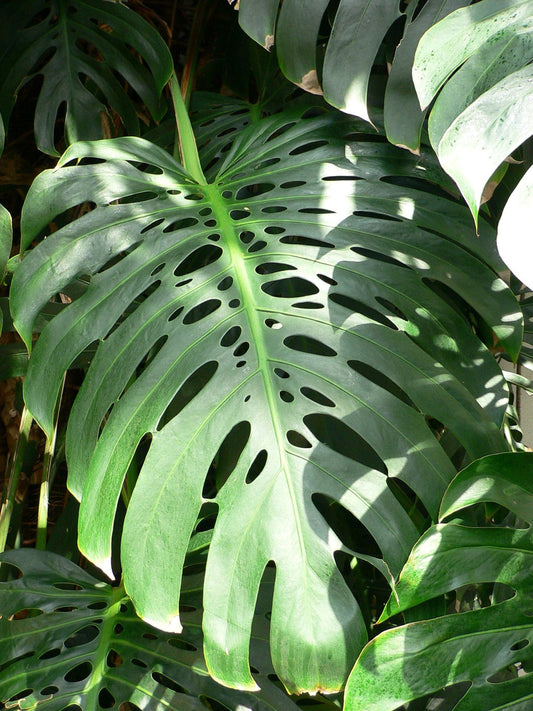 How To Care For Your Monstera Deliciosa (Swiss Cheese Plant)