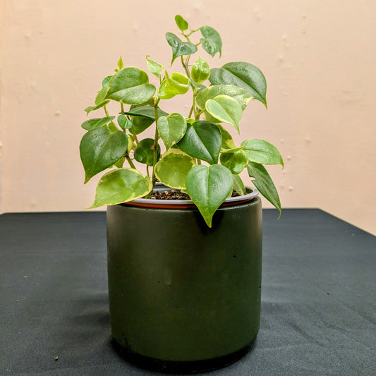 How to care for a Pepperomia Serpens (Vining Peperomia)