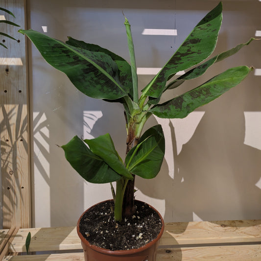 A Guide to Banana Plant Care: Bring Big Jungle Energy to Your Home