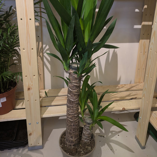 Yucca Tree: Care for Your Green Flair