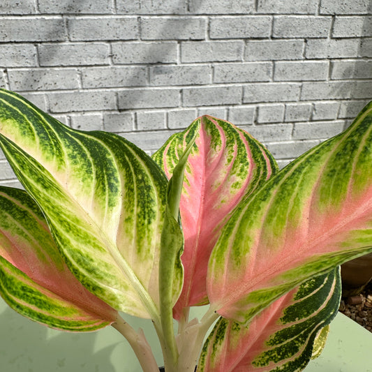 Nurturing Your Aglaonema: The Art of Vibrant Foliage